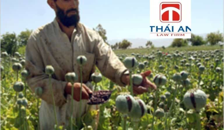 Hình phạt đối với tội trồng cây thuốc phiện, coca, cần sa, cây khác chứa chất ma túy