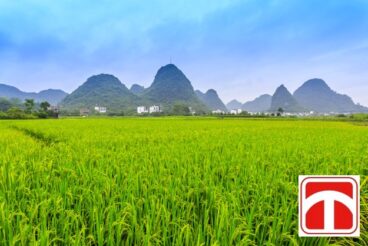 Chuyển đổi quyền sử dụng đất nông nghiệp